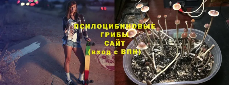 сколько стоит  Волоколамск  Псилоцибиновые грибы Cubensis 